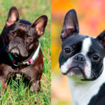 Diferencia entre el Boston Terrier y el Bulldog Francés