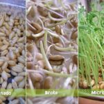 Diferencia entre el brote de hidra y el brote de briofilo