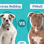 Diferencia entre el bulldog americano y el pitbull