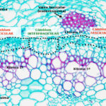 Diferencia entre el cambium del corcho y el cambium vascular