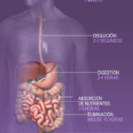 Diferencia entre el canal alimentario y el tracto gastrointestinal