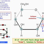 Diferencia entre el carbono anomérico y el carbono asimétrico