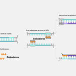 Diferencia entre el cebador de ARN y el cebador de ADN