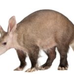 Diferencia entre el cerdo hormiguero y el oso hormiguero