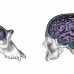 Diferencia entre el cerebro del chimpancé y el cerebro humano