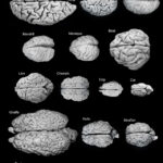 Diferencia entre el cerebro humano y el animal