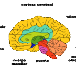 Diferencia entre el cerebro y la corteza cerebral