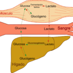 Diferencia entre el ciclo de Cori y el ciclo de glucosa-alanina