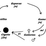 Diferencia entre el ciclo de vida haplóntico y diplóntico
