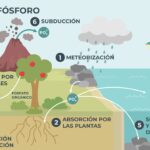 Diferencia entre el ciclo del carbono y el del fósforo