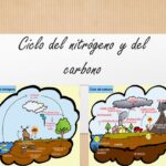 Diferencia entre el ciclo del carbono y el del nitrógeno