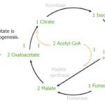 Diferencia entre el ciclo del glioxilato y el del TCA