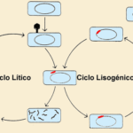 Diferencia entre el ciclo lítico y el ciclo lisogénico
