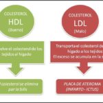 Diferencia entre el colesterol HDL y el no HDL