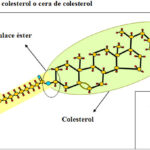 Diferencia entre el colesterol y el éster de colesterol