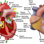 Diferencia entre el corazón humano y el corazón animal