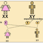 Diferencia entre el cromosoma X y el Y
