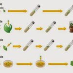 Diferencia entre el cultivo de células animales y el cultivo de tejidos vegetales