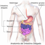 Diferencia entre el duodeno y el yeyuno