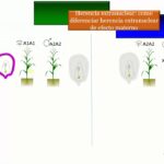 Diferencia entre el efecto materno y la herencia materna