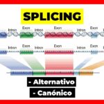 Diferencia entre el empalme de ARN y el empalme alternativo