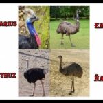 Diferencia entre el emú y el avestruz