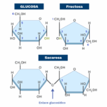 Diferencia entre el enlace glucosídico alfa y beta