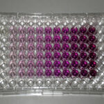 Diferencia entre el ensayo MTT y el MTS