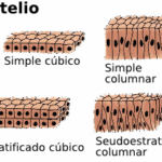 Diferencia entre el epitelio escamoso y el epitelio columnar