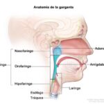 Diferencia entre el esófago y la garganta
