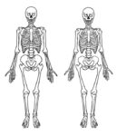 Diferencia entre el esqueleto masculino y femenino