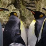 Diferencia entre el pingüino emperador y el pingüino rey