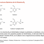 Diferencia entre el piridoxal 5-fosfato y el clorhidrato de piridoxina