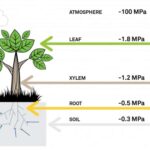 Diferencia entre el potencial de agua y el potencial de soluto