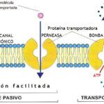 Diferencia entre el potencial de membrana y el potencial de acción