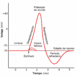 Diferencia entre el potencial de reposo y el potencial de acción