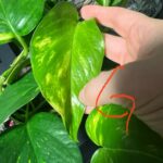Diferencia entre el pothos dorado y el pothos hawaiano