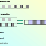 Diferencia entre el procesamiento por lotes y la multiprogramación