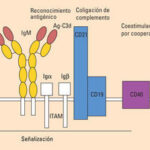 Diferencia entre el receptor de células B y el anticuerpo
