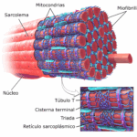 Diferencia entre el retículo sarcoplásmico y el retículo endoplasmático