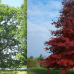 Diferencia entre el roble rojo y el roble blanco