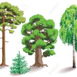Diferencia entre el roble y el abedul