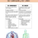 Diferencia entre el sistema cardiovascular y circulatorio