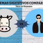 Diferencia entre el sistema digestivo de la vaca y el humano
