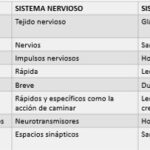Diferencia entre el sistema endocrino y neuroendocrino