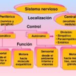 Diferencia entre el sistema nervioso central y periférico