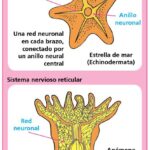 Diferencia entre el sistema nervioso difuso y centralizado