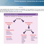 Diferencia entre el sistema reproductor masculino y femenino