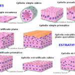 Diferencia entre el tejido epitelial estratificado simple y el pseudoestratificado