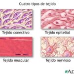 Diferencia entre el tejido muscular y el tejido nervioso
